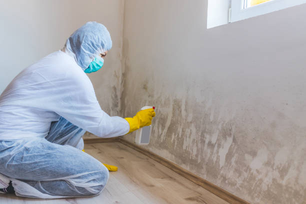 Licensed Basement Mold Remediation service in Frenchville, PA - Mold Remediation HQ