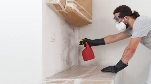 Professional Basement Mold Remediation technician working in Frenchville, PA