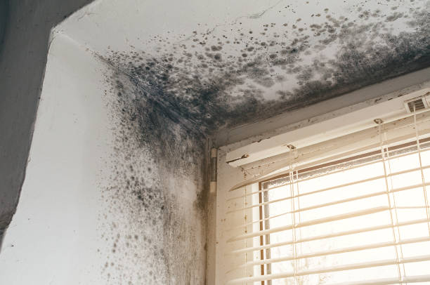 Affordable Basement Mold Remediation solutions in Frenchville, PA